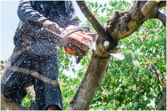 tree services Turbeville